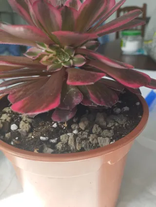 Aeonium Pink King Kong variegado. Importado. Hijos