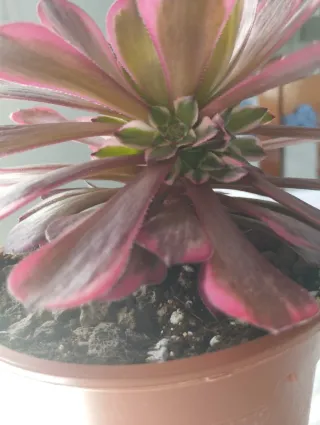 Aeonium Pink King Kong variegado. Importado. Hijos