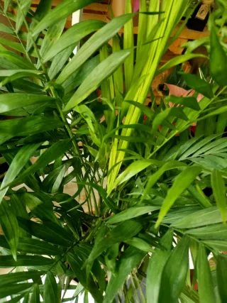 Chamaedorea Elegans Chico