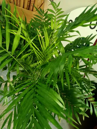Chamaedorea Elegans Chico