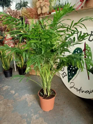 Chamaedorea Elegans Chico