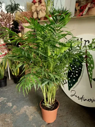 Chamaedorea Elegans Chico