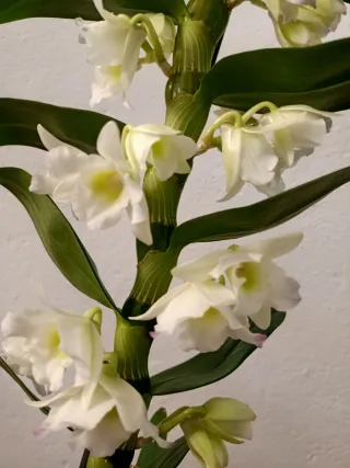 Orquídea Dendrobium Blanca