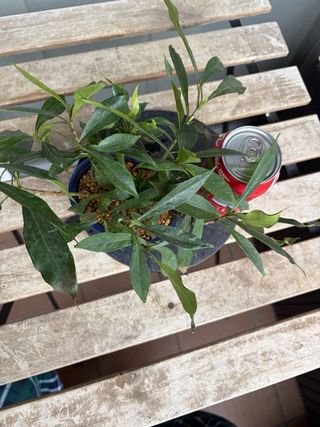 Bonsai Gardenia Jasminoide Mame