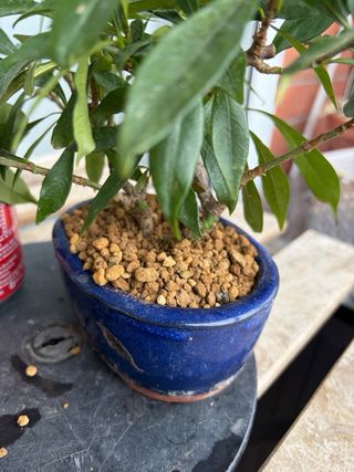 Bonsai Gardenia Jasminoide Mame