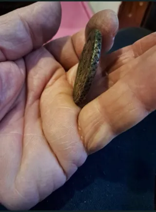 Moneda 5 Kopeks Antigua