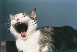 Objetivo Canon FD 50mm 1:1.8 Metálico