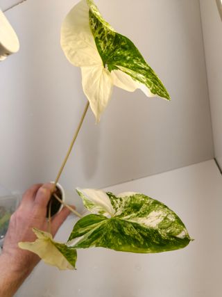 Syngonium Albo Variegata Planta