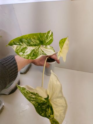 Syngonium Albo Variegata Planta
