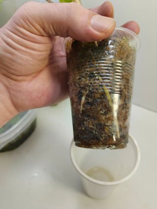 Syngonium Albo Variegata Planta