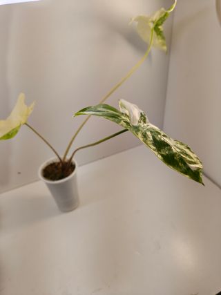 Syngonium Albo Variegata Planta