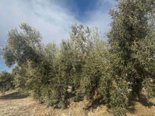 Finca Olivar Regadío en Producción