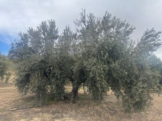 Finca Olivar Regadío en Producción