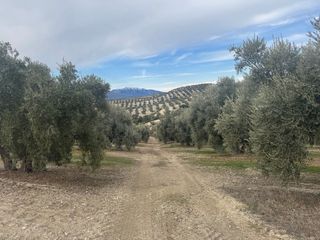 Finca Olivar Regadío en Producción