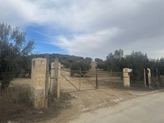 Finca Olivar Regadío en Producción