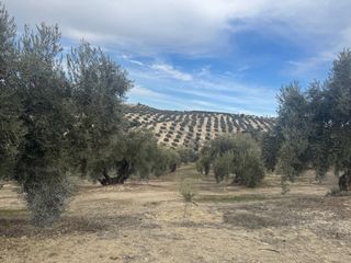 Finca Olivar Regadío en Producción