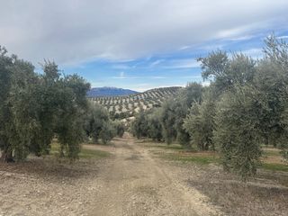 Finca Olivar Regadío en Producción