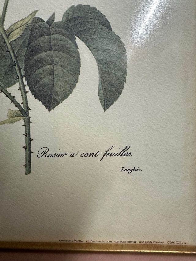 Cuadro de flores rosas y mariposa