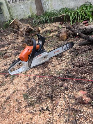 Poda de arboles en la costa del sol