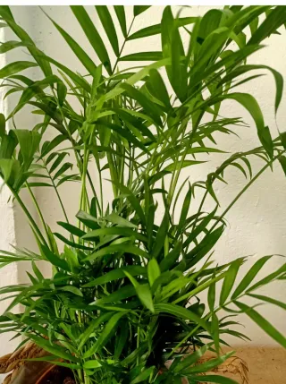 Chamaedorea Elegans