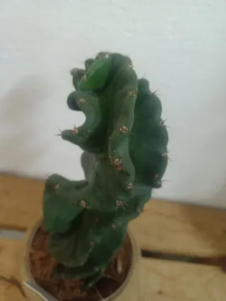 Cactus Cereus Forbesii Spiralis