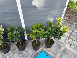 2 piante limone rosso