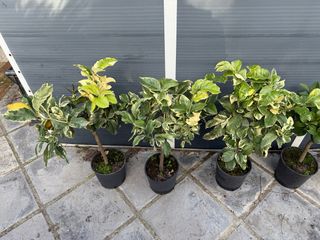 2 Piante Limone Variegato