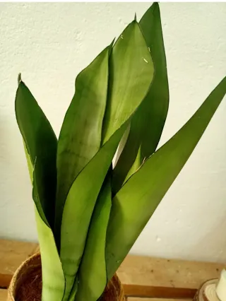 Planta Sansevieria Moonsine