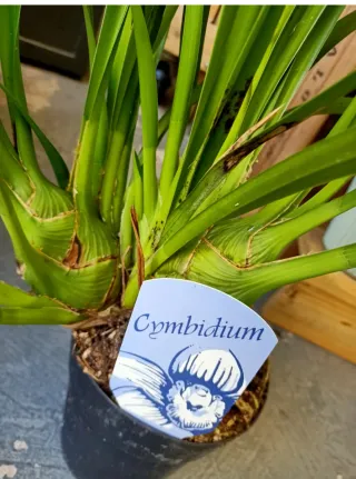 Orquídea Cymbidium color crema