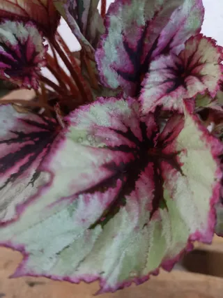 Begonia Blad Beleaf