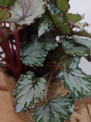 Planta Begonia Blad Beleaf