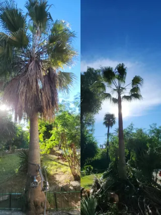 Jardinero profesional