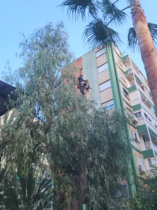 Jardinero profesional