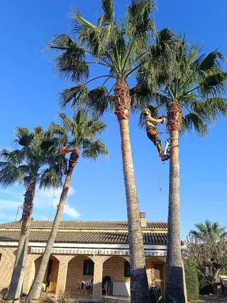 Jardinero profesional