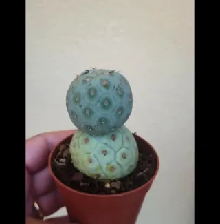 Cactus Theprocactus Geometricus