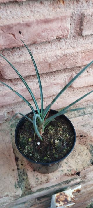 Yucca brevifolia planta