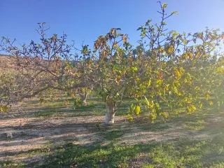 Finca de Higueras se Cede