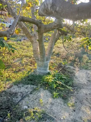 Finca de Higueras se Cede