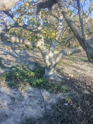 Finca de Higueras se Cede