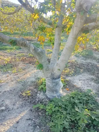 Finca de Higueras se Cede