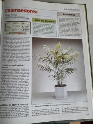 Plantas de Interior - Terraza y Balcón