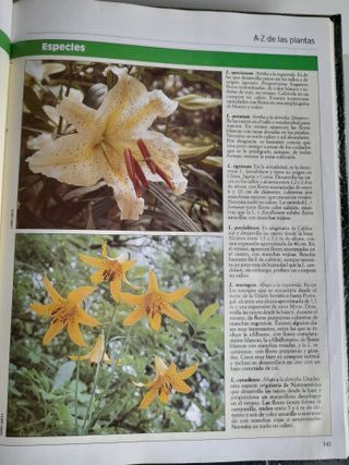 Plantas de Interior - Terraza y Balcón