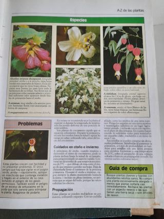 Plantas de Interior - Terraza y Balcón