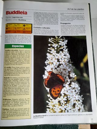 Plantas de Interior - Terraza y Balcón