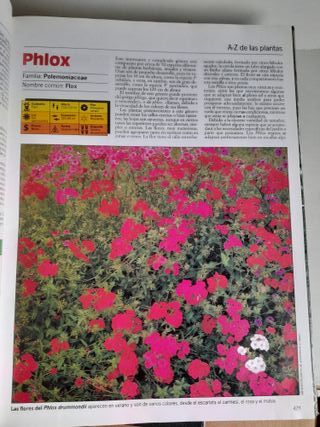 Plantas de Interior - Terraza y Balcón