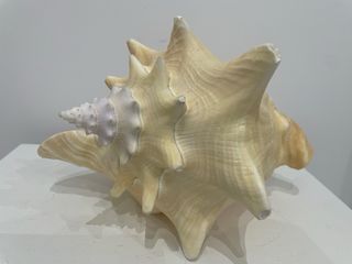 Concha marina grande beige y rosa