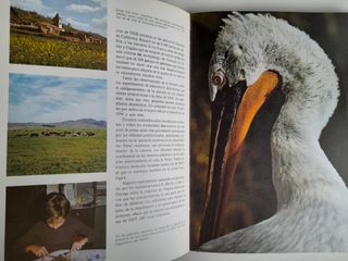 Cuestión vida muerte Historia ilustrada ecologia