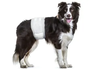 Caja de 50 pañales para perros grandes