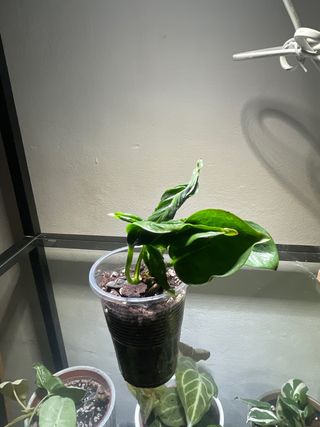 Pequena Epipremnum Shangri-La