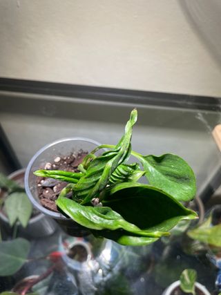 Pequena Epipremnum Shangri-La